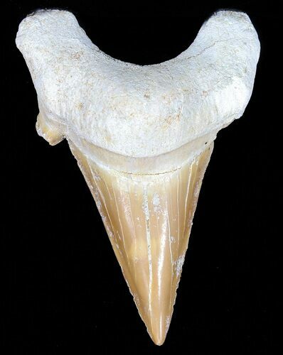 Auriculatus Shark Tooth - Dakhla, Morocco #58422